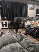 Female rot, a female Rottweiler for sale in Moberly, MO – Photo 6 of 7