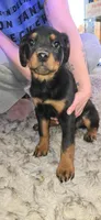 Female rot, a female Rottweiler for sale in Moberly, MO – Photo 1 of 7