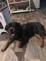 Female rot, a female Rottweiler for sale in Moberly, MO – Photo 7 of 7