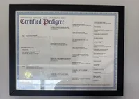 Female rot, a female Rottweiler for sale in Moberly, MO – Photo 3 of 7