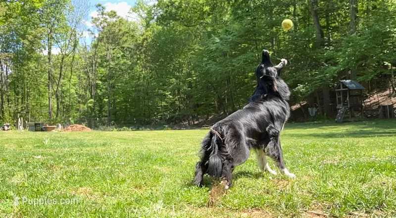 Zara – Border Collie, German Shepherd Dog puppy for sale in Gypsum, CO