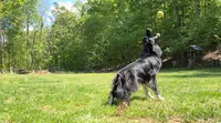 Maple, a female Border Collie and German Shepherd Dog for sale in Gypsum, CO – 3 of 4