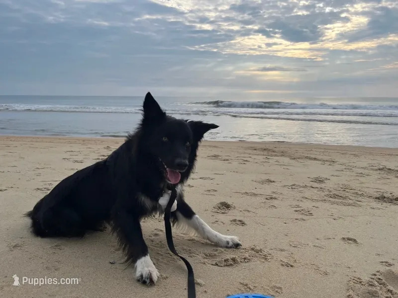 Ranger – Border Collie, German Shepherd Dog puppy for sale in Gypsum, CO