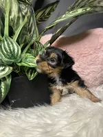Kashmere , a female Yorkshire Terrier for sale in Conyers, GA – 3 of 8