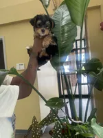 Kashmere , a female Yorkshire Terrier for sale in Conyers, GA – 2 of 8