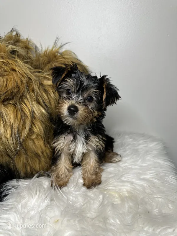 Kashmere  – Yorkshire Terrier puppy for sale in Conyers, GA