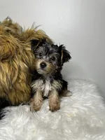 Kashmere , a female Yorkshire Terrier for sale in Conyers, GA – 1 of 8