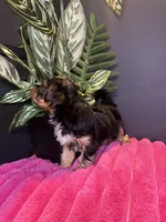 Kashmere , a female Yorkshire Terrier for sale in Conyers, GA – 5 of 8