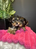 Kashmere , a female Yorkshire Terrier for sale in Conyers, GA – 7 of 8