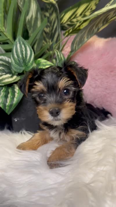 Kashmere , a female Yorkshire Terrier for sale in Conyers, GA – 6 of 8