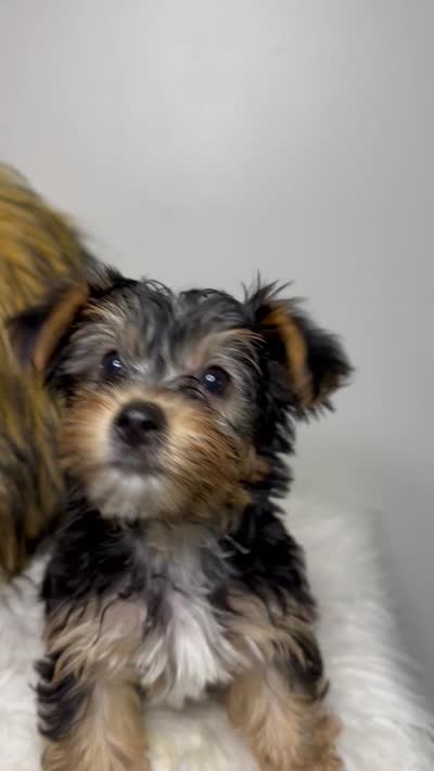 Kashmere , a female Yorkshire Terrier for sale in Conyers, GA – 8 of 8