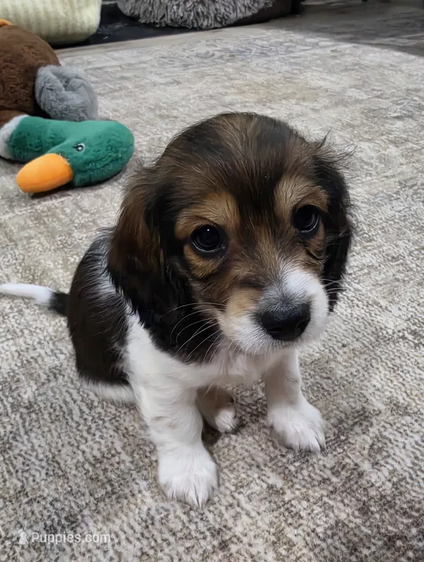 Zoro – Miniature Dachshund puppy for sale in Temple, TX