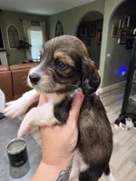 Bronco, a male Miniature Dachshund for sale in Temple, TX – 2 of 4
