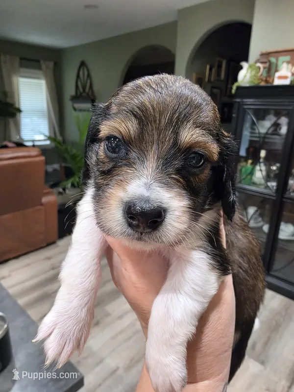 Bronco – Miniature Dachshund puppy for sale in Temple, TX
