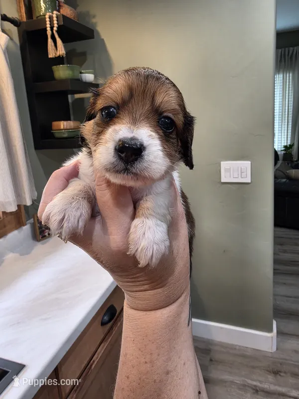Choco – Miniature Dachshund puppy for sale in Temple, TX