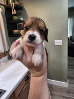 Choco, a male Miniature Dachshund for sale in Temple, TX – 1 of 5