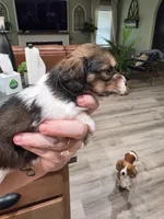 Zoro, a male Miniature Dachshund for sale in Temple, TX – 5 of 6