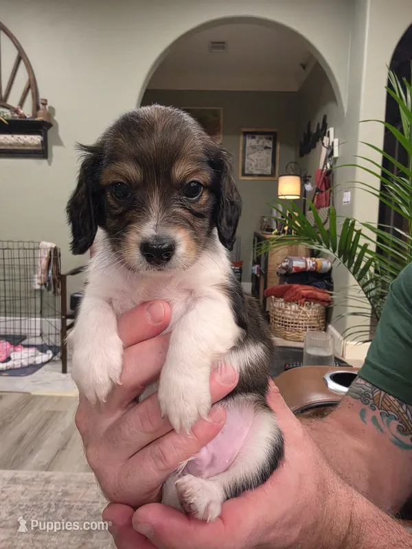 Zoro – Miniature Dachshund puppy for sale in Temple, TX