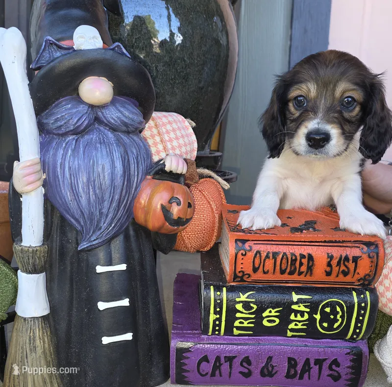 Bronco – Miniature Dachshund puppy for sale in Temple, TX