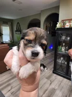Zoro, a male Miniature Dachshund for sale in Temple, TX – 2 of 6