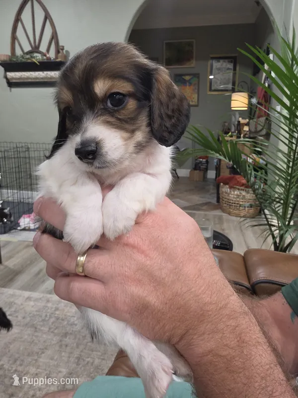 Bronco – Miniature Dachshund puppy for sale in Temple, TX