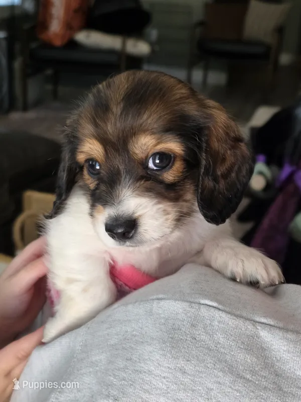 Zoro – Miniature Dachshund puppy for sale in Temple, TX