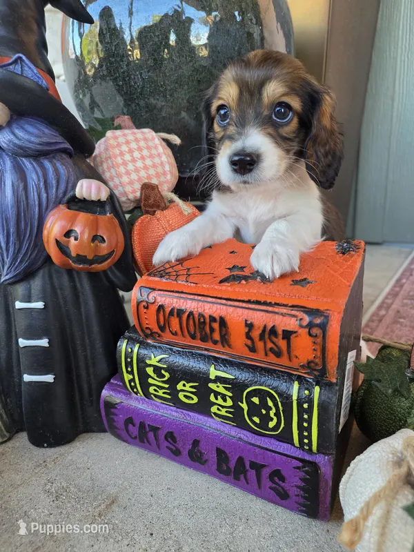Zoro – Miniature Dachshund puppy for sale in Temple, TX
