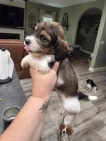 Zoro, a male Miniature Dachshund for sale in Temple, TX – 4 of 6