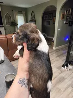 Bronco, a male Miniature Dachshund for sale in Temple, TX – 4 of 4