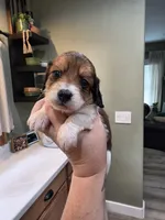 Choco, a male Miniature Dachshund for sale in Temple, TX – 5 of 5