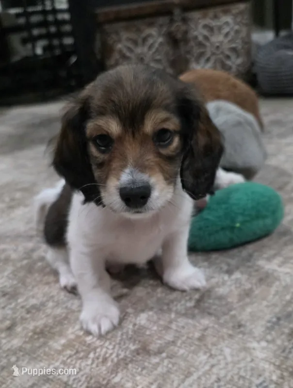 Bronco – Miniature Dachshund puppy for sale in Temple, TX