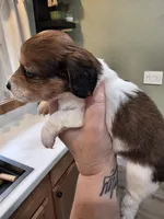 Choco, a male Miniature Dachshund for sale in Temple, TX – 3 of 5