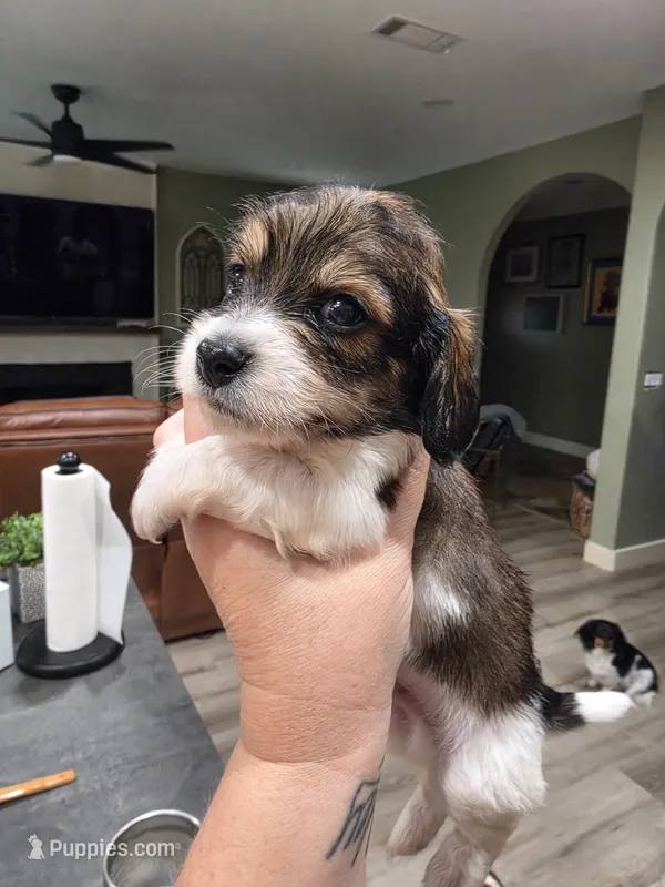 Zoro – Miniature Dachshund puppy for sale in Temple, TX