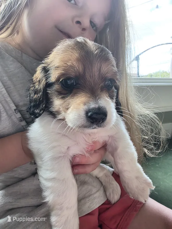 Choco – Miniature Dachshund puppy for sale in Temple, TX