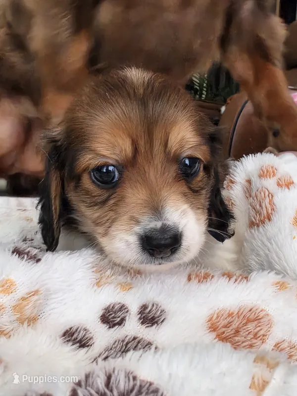 Choco – Miniature Dachshund puppy for sale in Temple, TX