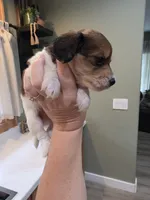 Choco, a male Miniature Dachshund for sale in Temple, TX – 2 of 5