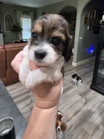 Zoro, a male Miniature Dachshund for sale in Temple, TX – 3 of 6