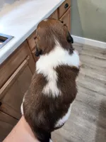 Choco, a male Miniature Dachshund for sale in Temple, TX – 4 of 5