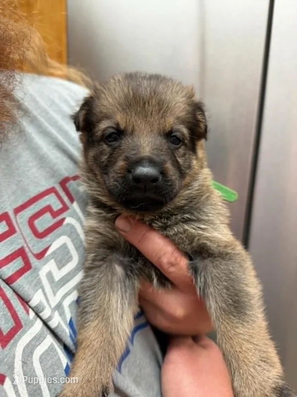 A1-1 Mr. Green – German Shepherd Dog puppy for sale in Lincoln, CA