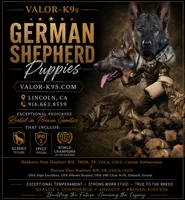A1-8 Mr. Yellow, a male German Shepherd Dog for sale in Lincoln, CA – 2 of 3