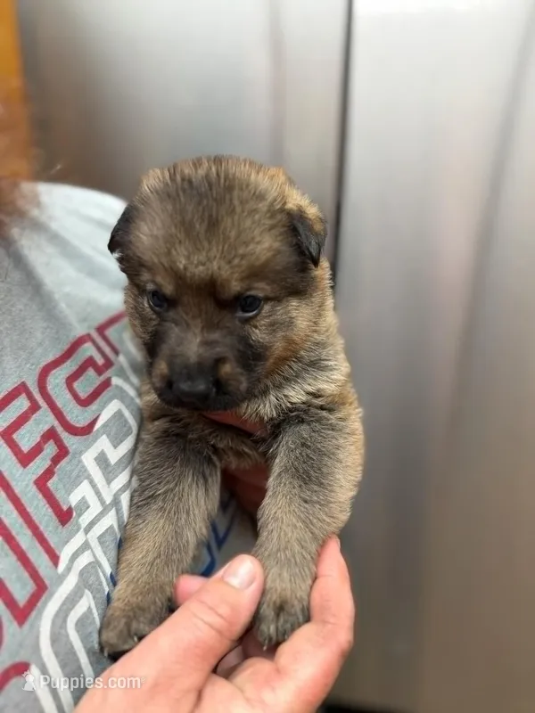 A1-2 Mr. Brown – German Shepherd Dog puppy for sale in Lincoln, CA