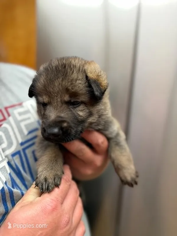 A1-10 Mr. Orange – German Shepherd Dog puppy for sale in Lincoln, CA