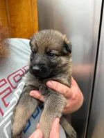 A1-9 Mr. Red, a male German Shepherd Dog for sale in Lincoln, CA – 1 of 1
