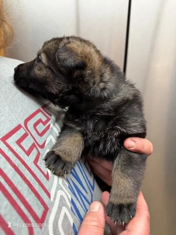 A1-7 Mr. Black – German Shepherd Dog puppy for sale in Lincoln, CA