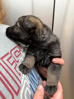 A1-7 Mr. Black, a male German Shepherd Dog for sale in Lincoln, CA – 1 of 1