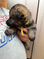 A1-8 Mr. Yellow, a male German Shepherd Dog for sale in Lincoln, CA – 1 of 3