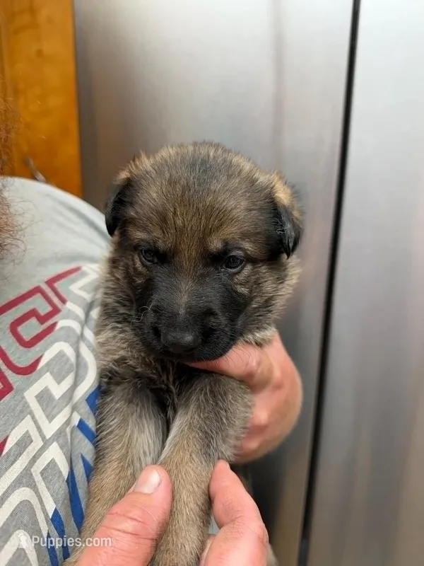 A1-4 Mr. Blue – German Shepherd Dog puppy for sale in Lincoln, CA