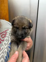 A1-4 Mr. Blue, a male German Shepherd Dog for sale in Lincoln, CA – 1 of 1