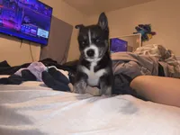 Royal, a female Pomsky for sale in Reading, PA – 2 of 7