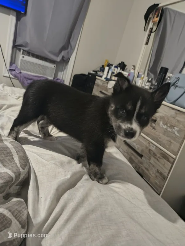 Royal – Pomsky puppy for sale in Reading, PA